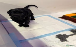 Labrador Retriever dogs for sale: Black pedigree Labradors only 3 girls available  - Image 15