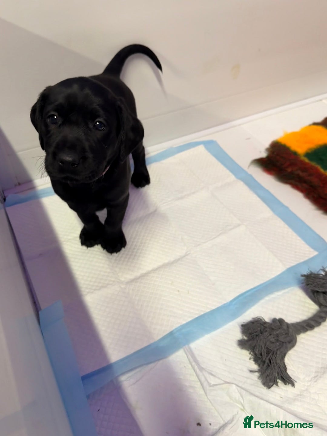 Labrador Retriever dogs for sale: Black pedigree Labradors only 3 girls available  - Image 15