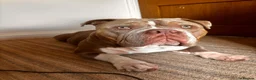 American Bulldog dogs for sale: Two sweethearts looking for a friend for life! - Advert 11