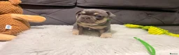 French Bulldog dogs for sale: 🐾Outstanding litter of 6 💙💖 - Advert 30