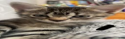 Mixed Breed cats for sale: 5 beautiful kittens - Advert 19