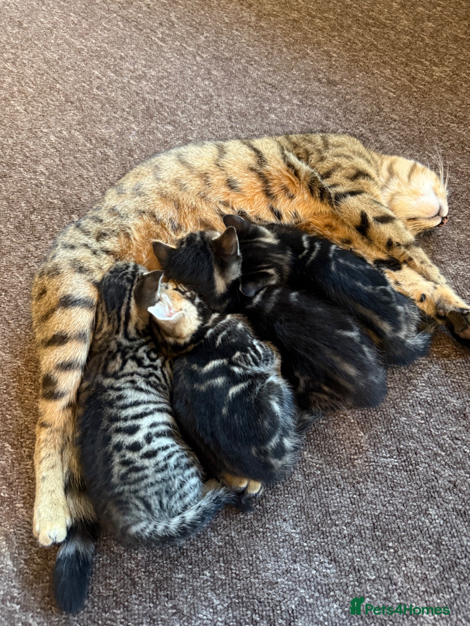 Mixed Breed cats Two adorable female kittens looking for a home - Advert 2