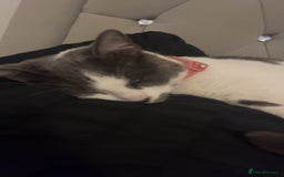 Domestic Shorthair cats for sale: Amethyst  - Image 3