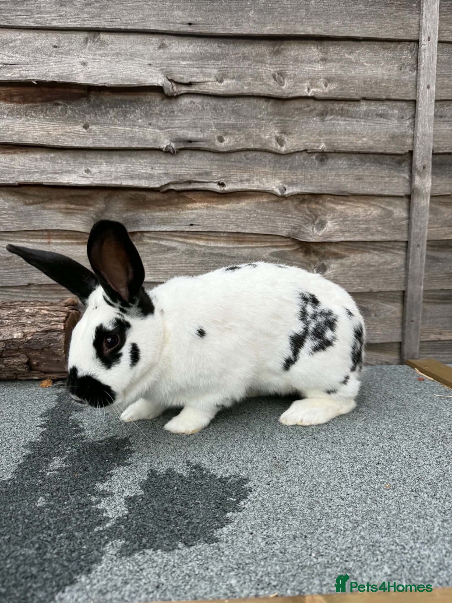English Spot rabbits English Spot Rabbits for sale ! - Advert 12