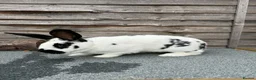English Spot rabbits for sale: English Spot Rabbits for sale ! - Advert 1