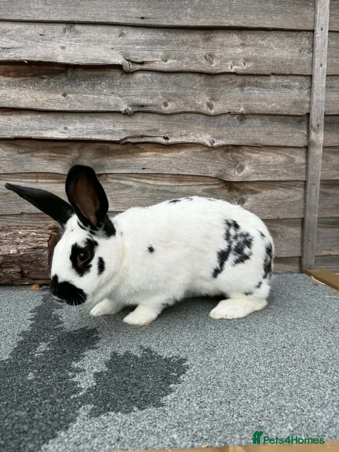 English Spot rabbits for sale: English Spot Rabbits for sale ! - Advert 1
