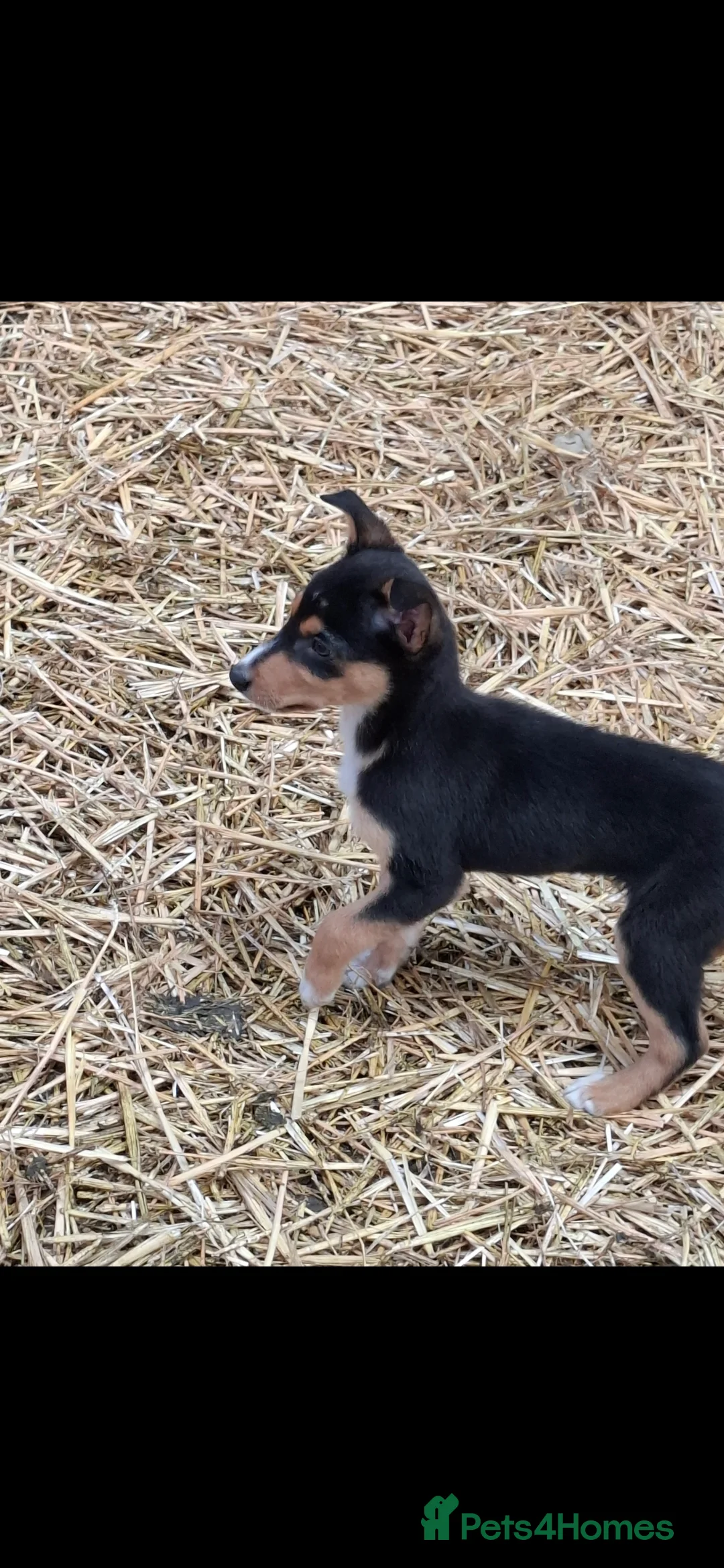 Australian Kelpie dogs for sale: Beautiful kelpie puppies for sale - Advert 2