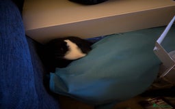 Mini Lop rabbits for sale: Mini Lop for a good home 🥰 - Image 6