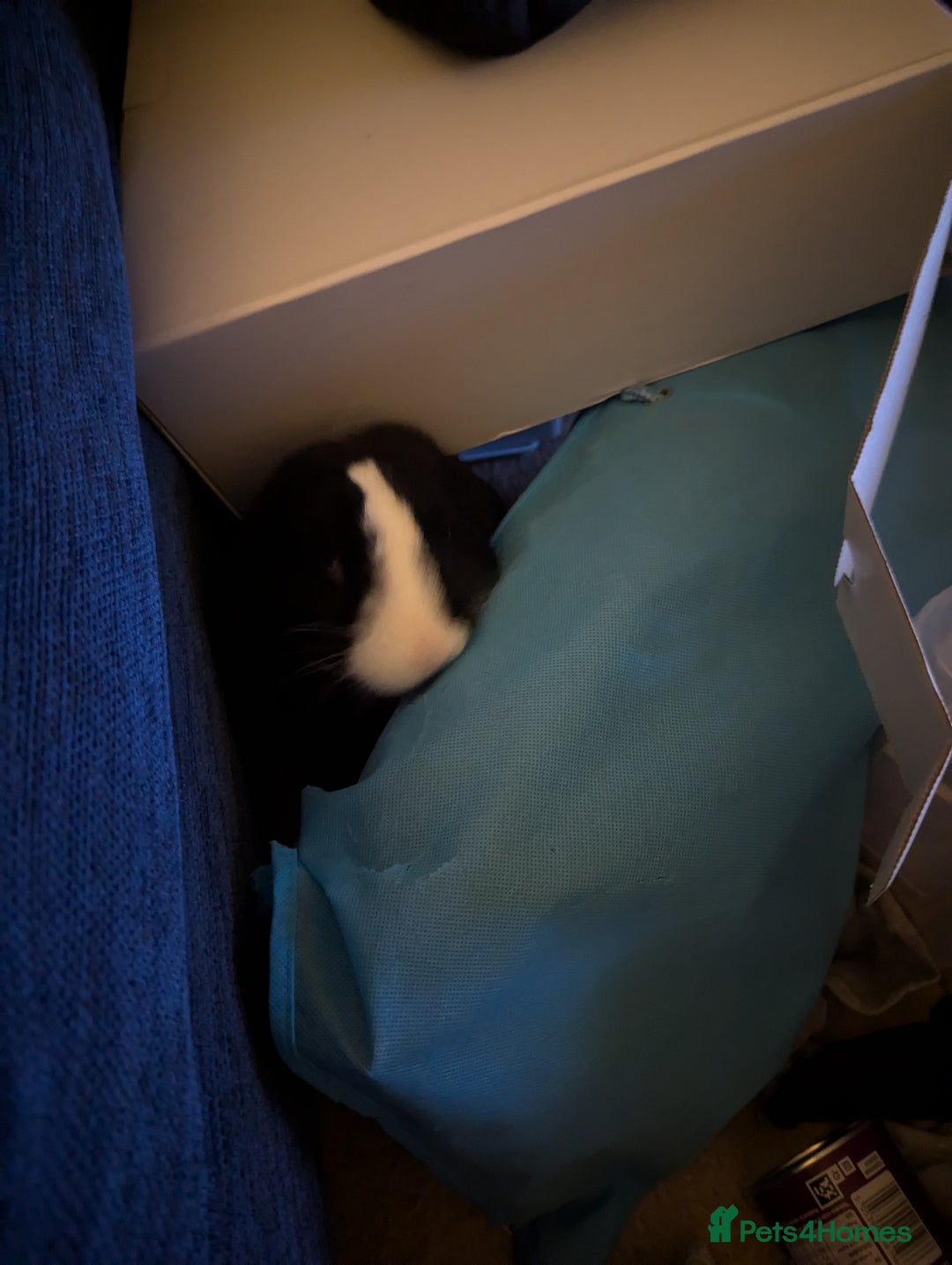 Mini Lop rabbits for sale: Mini Lop for a good home 🥰 - Image 6