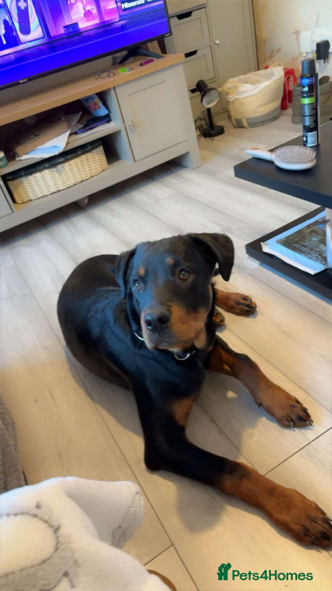 Rottweiler dogs for sale: Male Rottweiler 6 months old in may - Advert 3