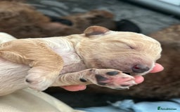 Bernedoodle dogs for sale: Bernedoodle x Labradoodle  - Image 30