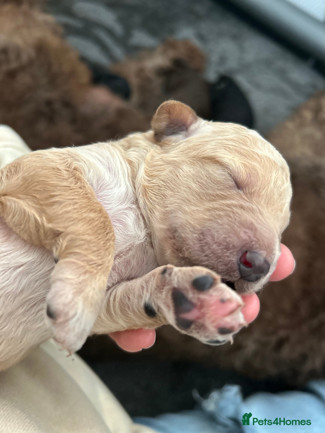 Bernedoodle dogs for sale: Bernedoodle x Labradoodle  - Image 30