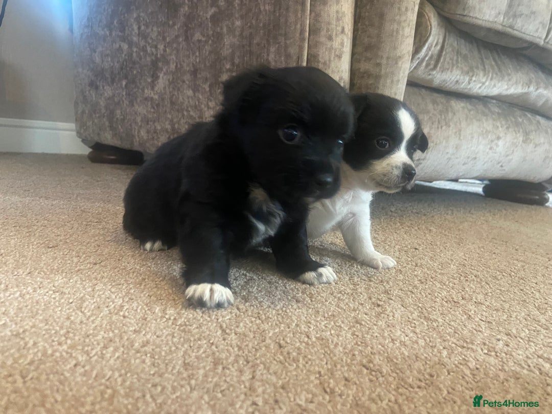 Jack Russell dogs for sale: Beautiful jack Russell terrier puppies  - Image 6