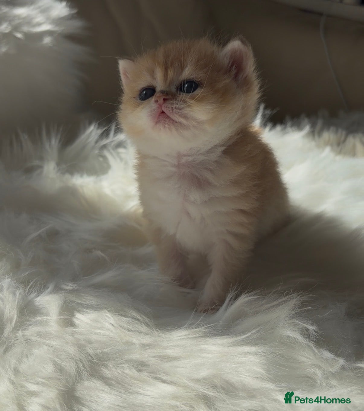 British Shorthair cats Scrumptious GCCF Reg NY12 Golden Chinchilla Girl  - Advert 5