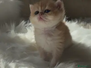 British Shorthair cats Scrumptious GCCF Reg NY12 Golden Chinchilla Girl - Advert 5