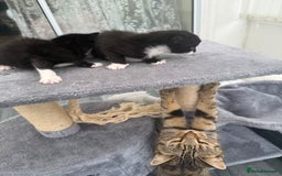 Domestic Shorthair cats for sale: Black and white kittens for sale in Manchester  - Image 12