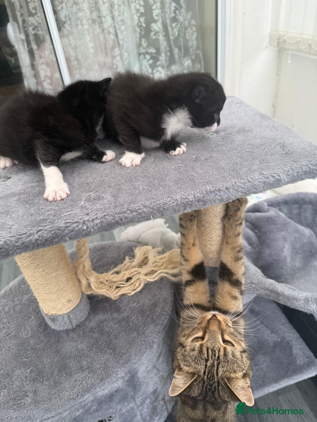 Domestic Shorthair cats for sale: Black and white kittens for sale in Manchester  - Image 12