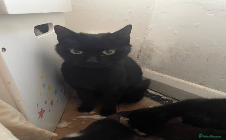 Mixed Breed cats Kitten and 2 adult cats available  - Advert 2