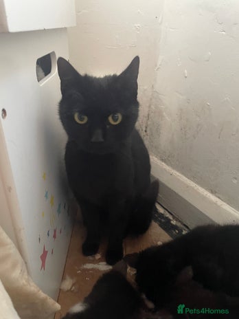 Mixed Breed cats Kitten and 2 adult cats available - Advert 1