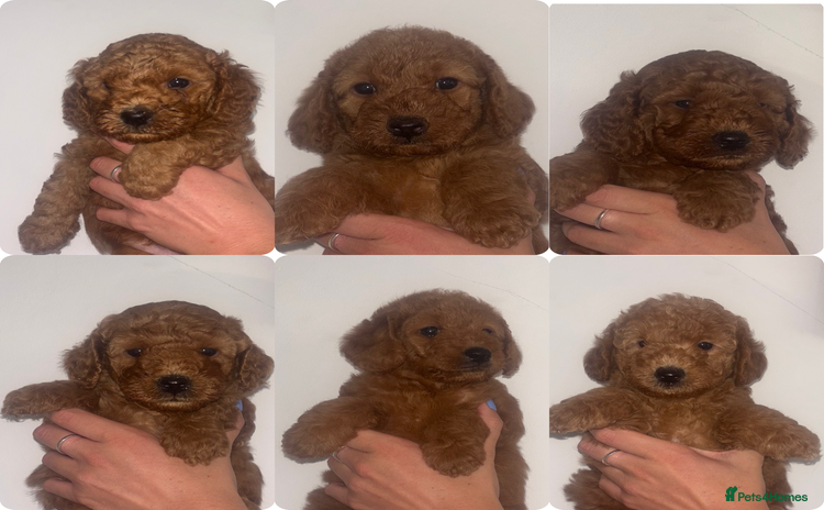 Labradoodle dogs - Advert 4