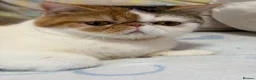 Exotic cats for sale: Exotic shorthair  - Advert 12