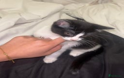 Domestic Shorthair cats for sale: 10 week old kitten | Ready to collect ASAP - Image 3