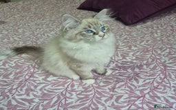 Siberian cats for sale: Pedigree boy  available  - Image 3