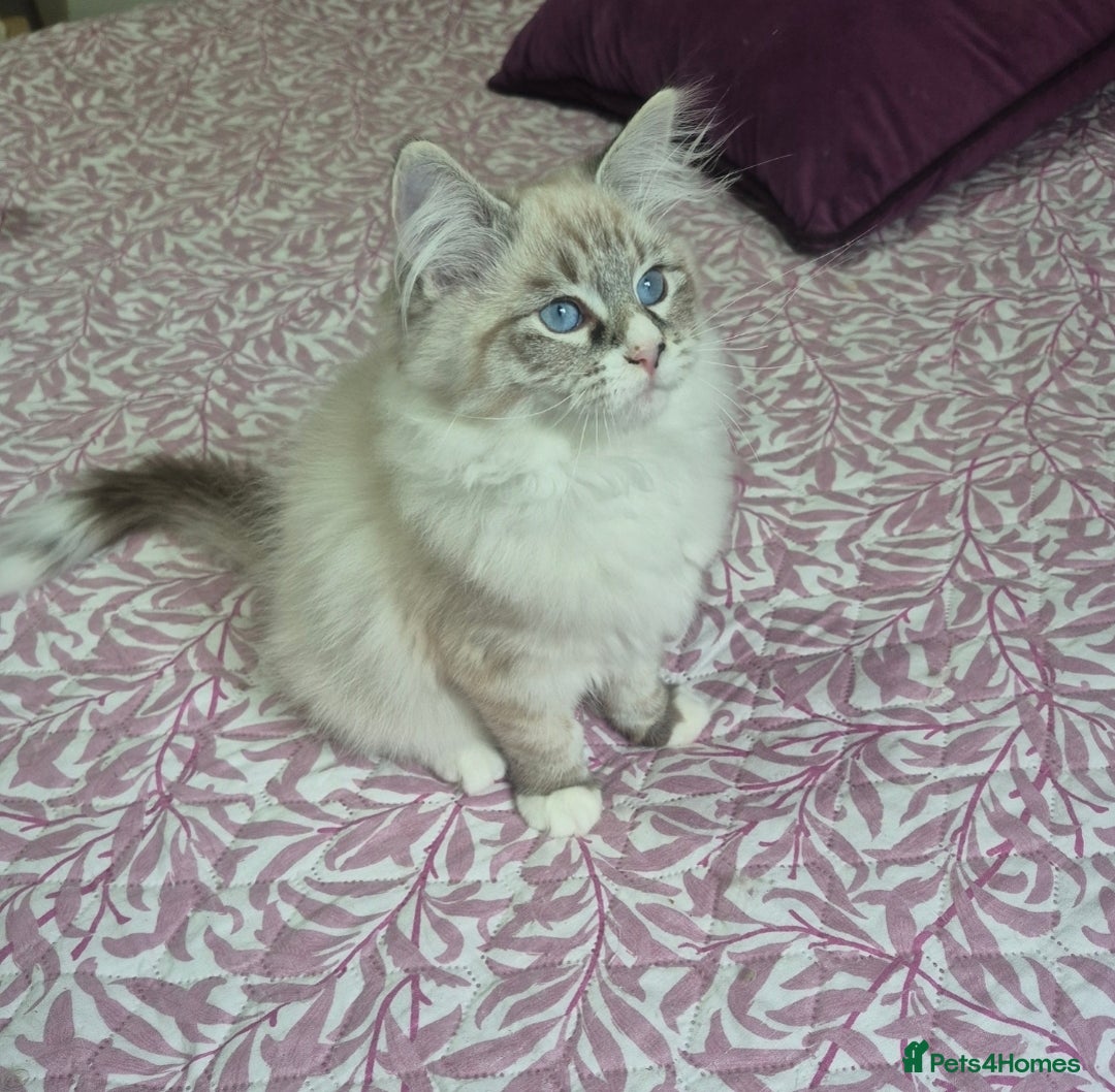 Siberian cats for sale: Pedigree boy  available  - Image 3