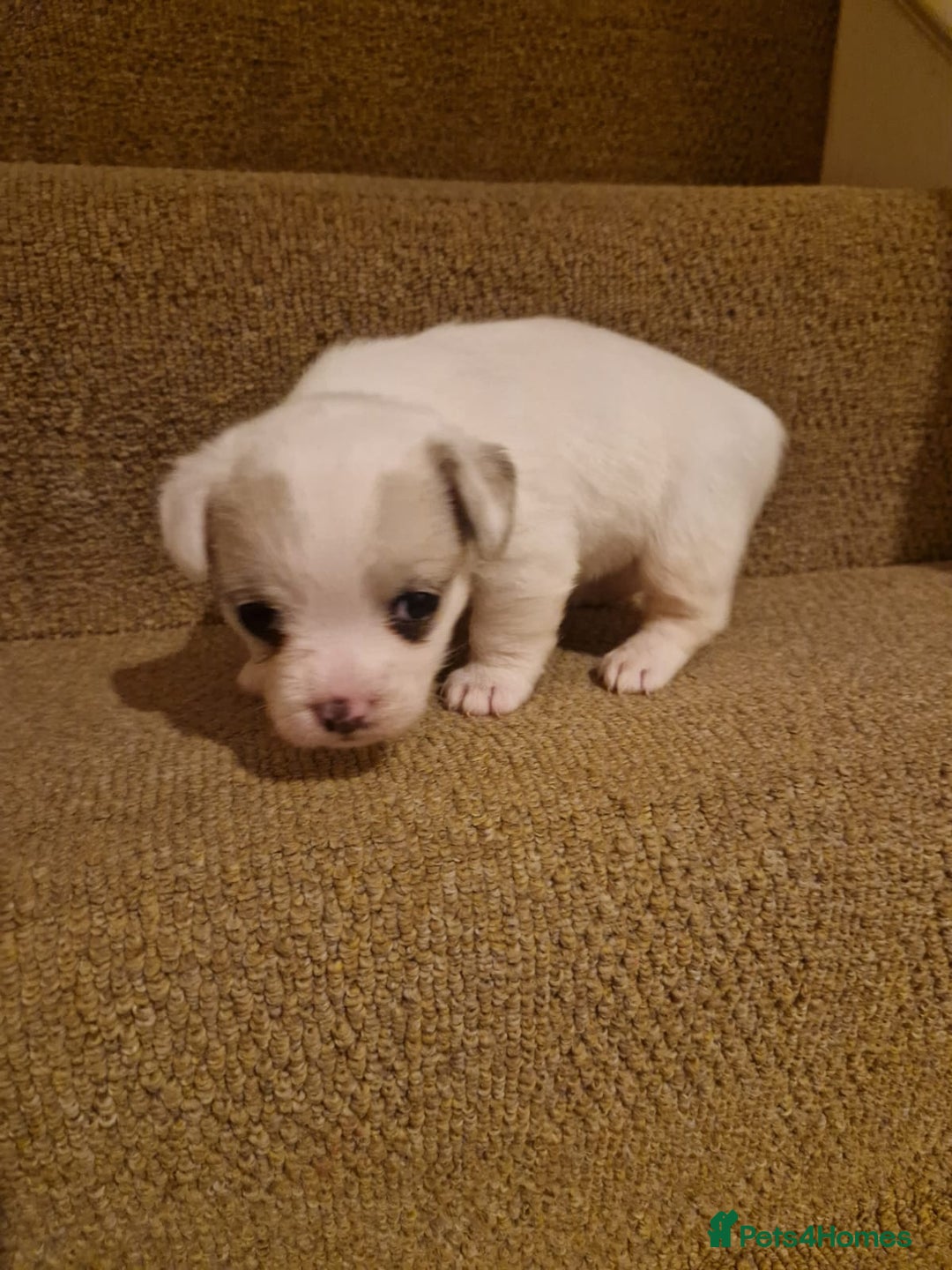 French Bulldog dogs for sale: Franch Bulldog  - Advert 2