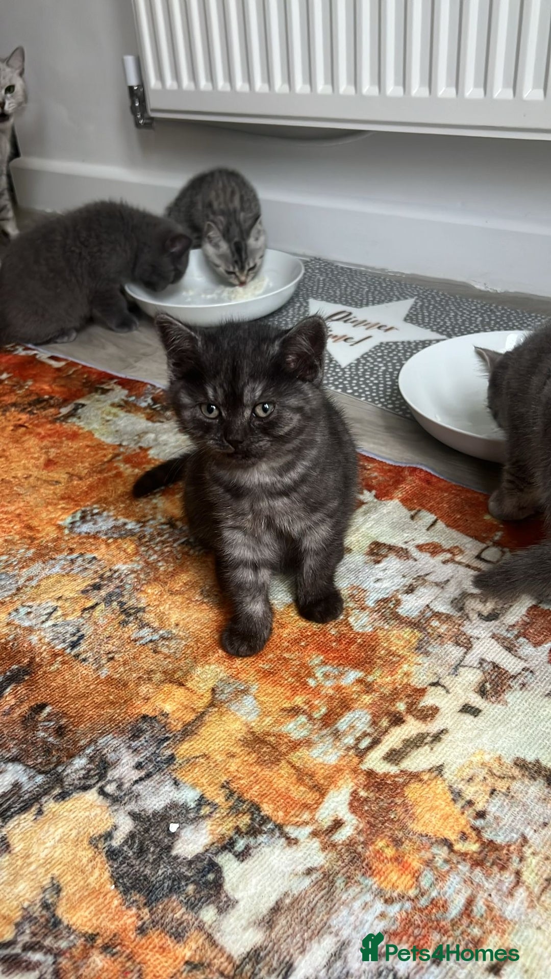 British Shorthair cats for sale: British shorthair kittens  - Image 7