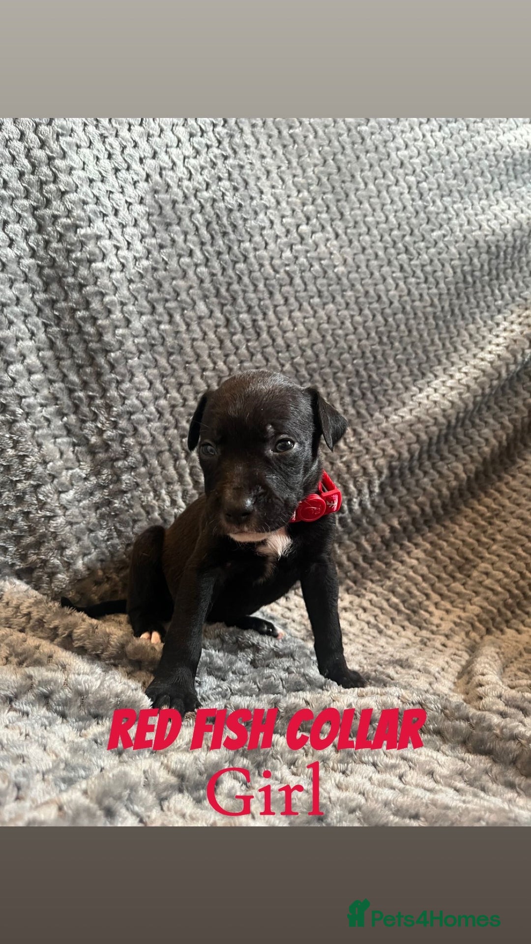 Mixed Breed dogs for sale: 11 Lurcher x Staffy pups for Sale! - Advert 28