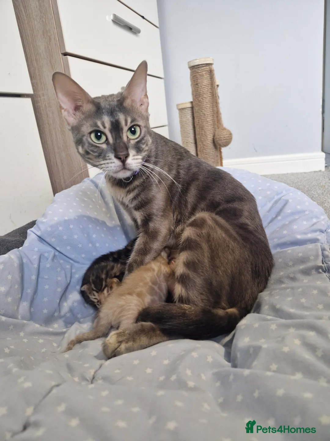 Bengal cats for sale: Genetic Health Tested Snow & Brown Bengal Kittens - Advert 4