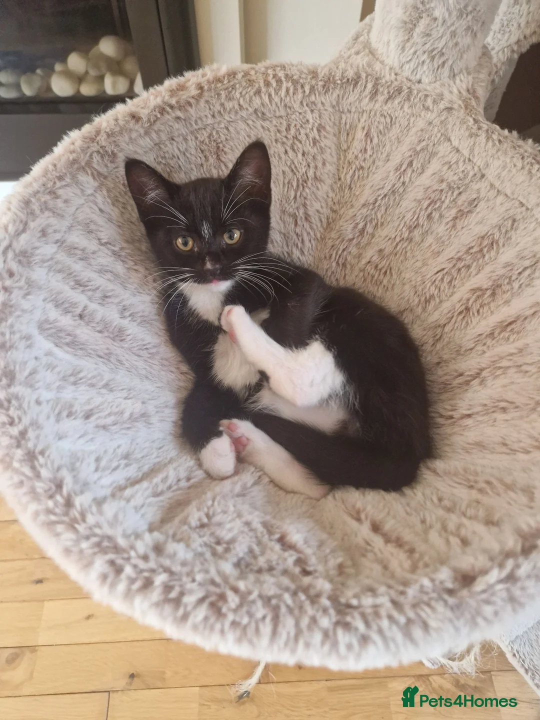 Mixed Breed cats for sale: Beautiful Ragdoll Cross Kitten Ready Now - Advert 2