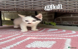 Mixed Breed cats for sale: 4 Boys & 3 Girls🐾 - Image 9