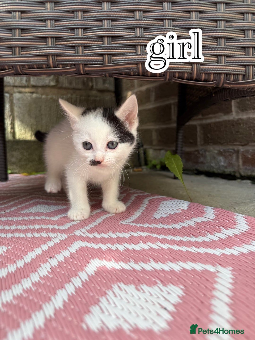 Mixed Breed cats for sale: 4 Boys & 3 Girls🐾 - Image 9
