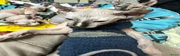 Sphynx cats for sale: LOVING SPHYNX KITTENS READY TO GO🤍 - Advert 36