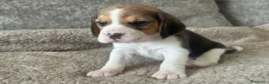 Beagle Puppy 3