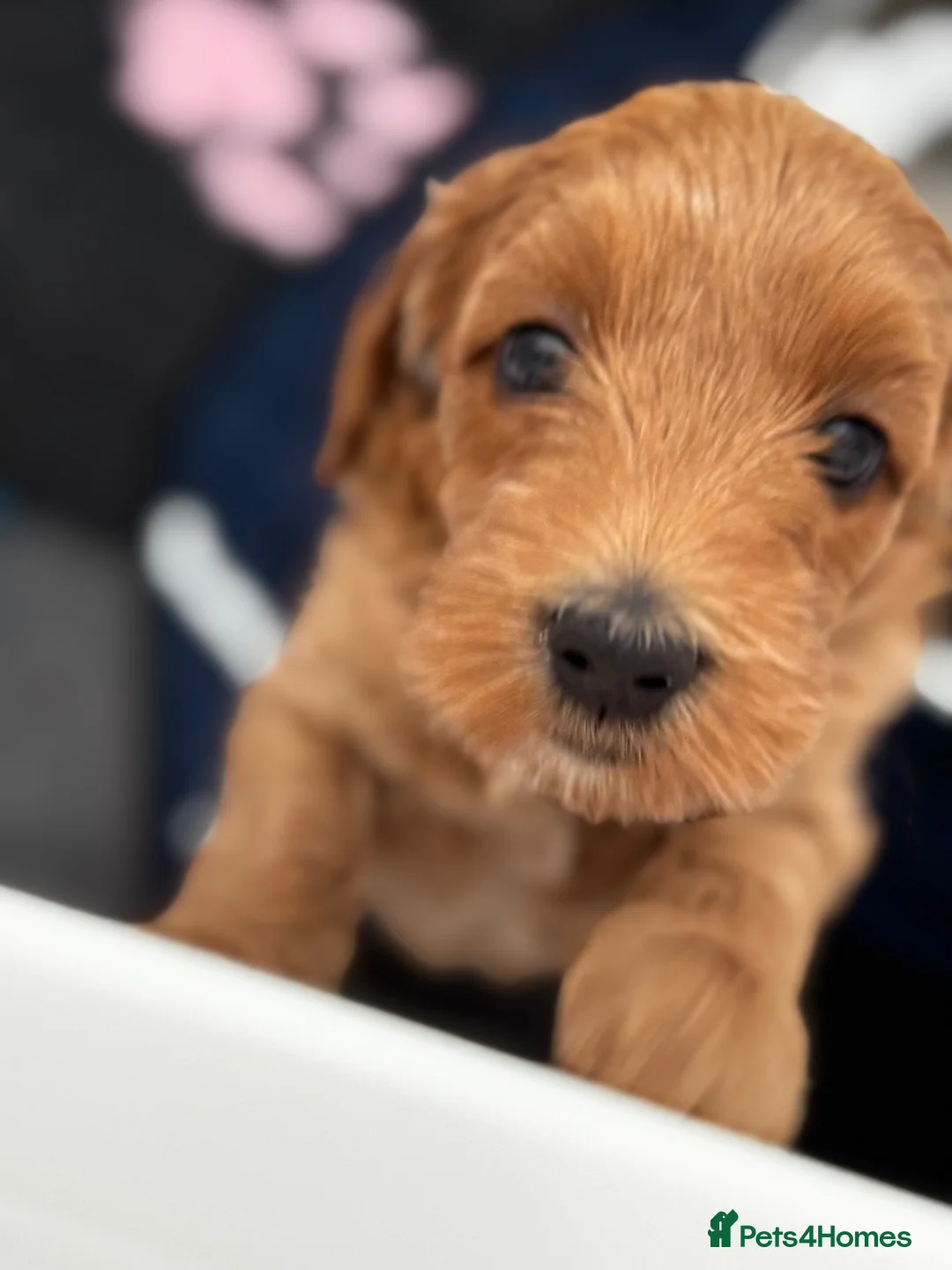 Mini Goldendoodle dogs for sale: Gergeous Red & Apricot Mini Doodle Puppis - Advert 15