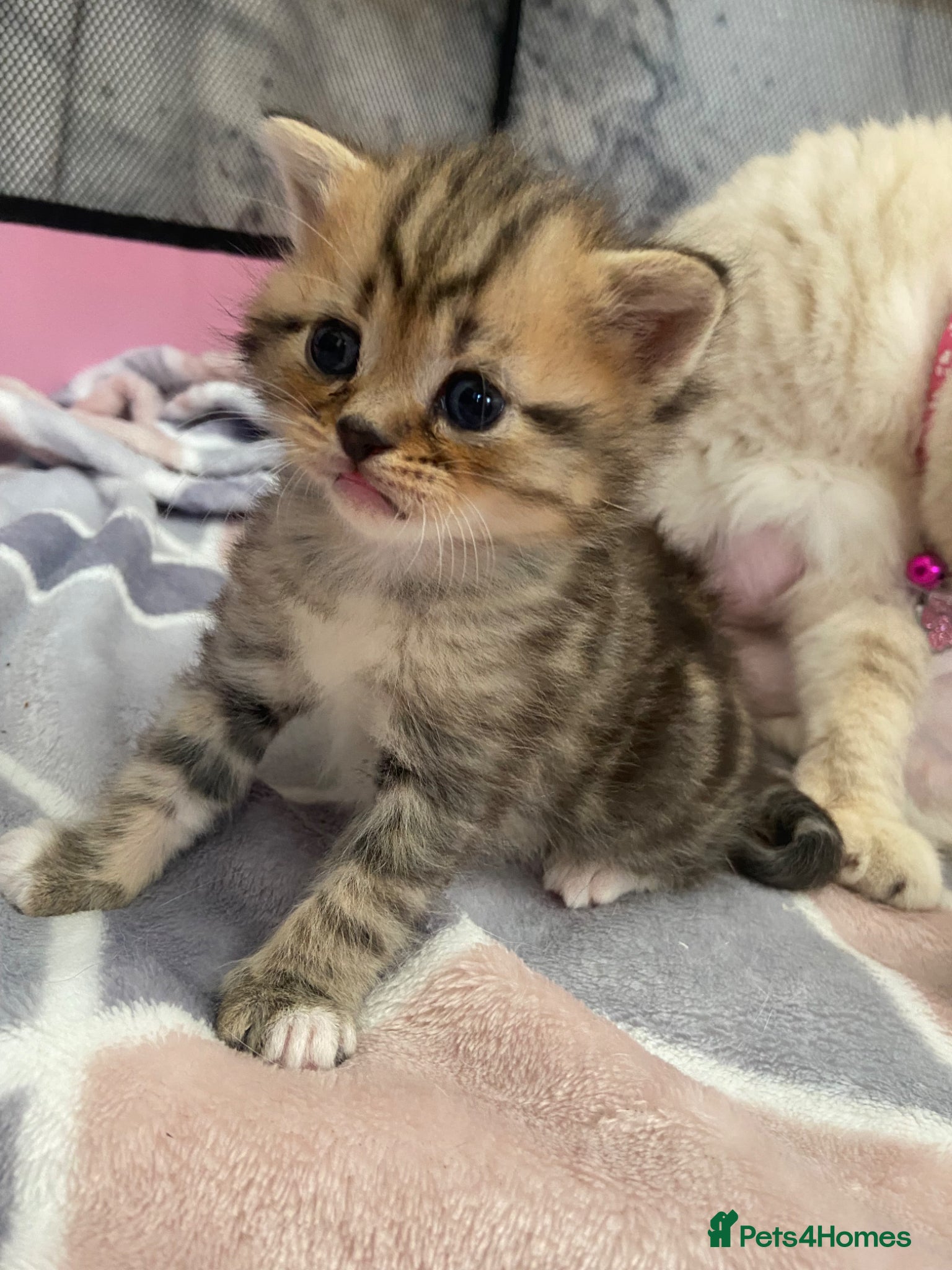 Mixed Breed cats Beautiful British shorthair mixed tabby kittens  - Advert 5