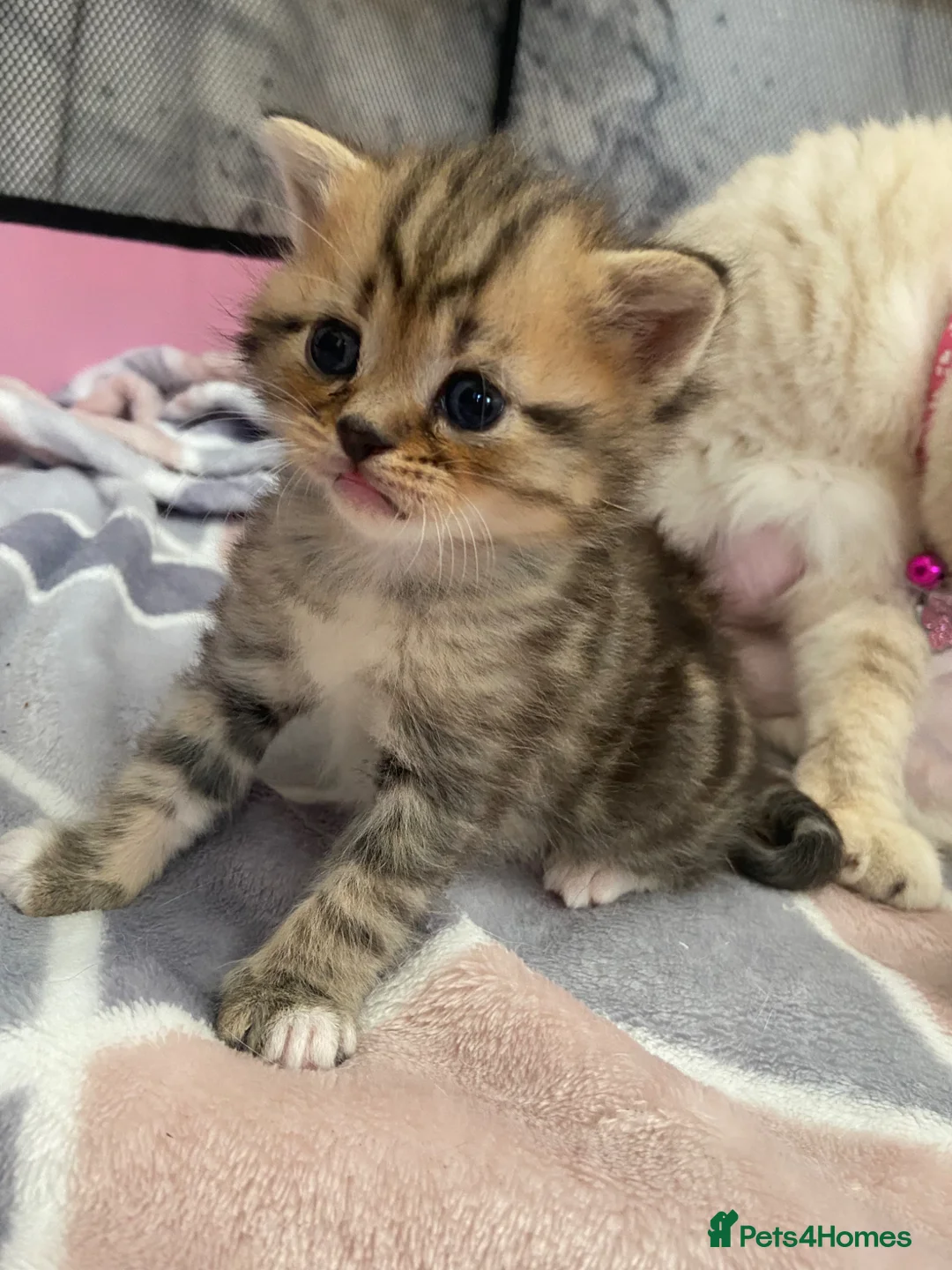 Mixed Breed cats for sale: Beautiful British shorthair mixed tabby kittens  - Advert 1