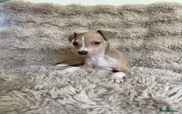 Italian Greyhound dogs for sale: 3/4 Italian greyhound puppies - Image 5