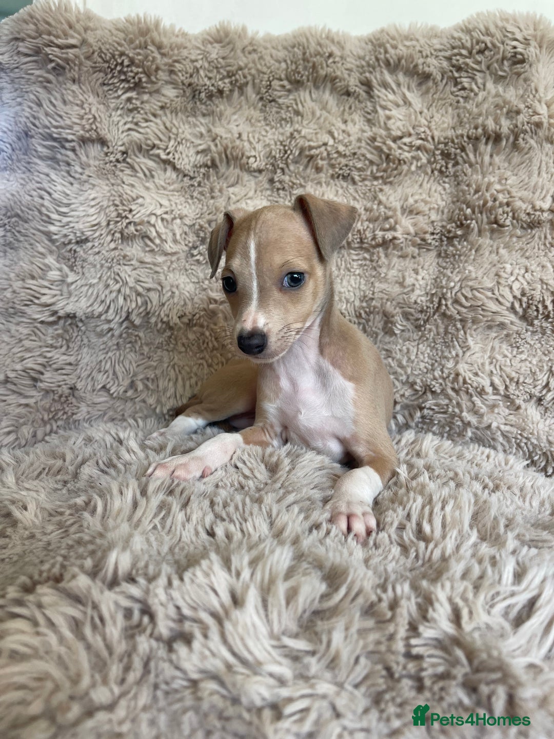 Italian Greyhound dogs for sale: 3/4 Italian greyhound puppies - Image 5