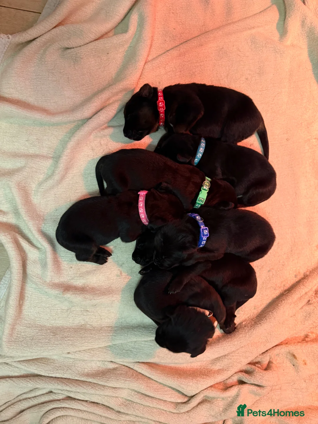 Mixed Breed dogs for sale: Beautiful chunky puppies in Christchurch - Advert 15