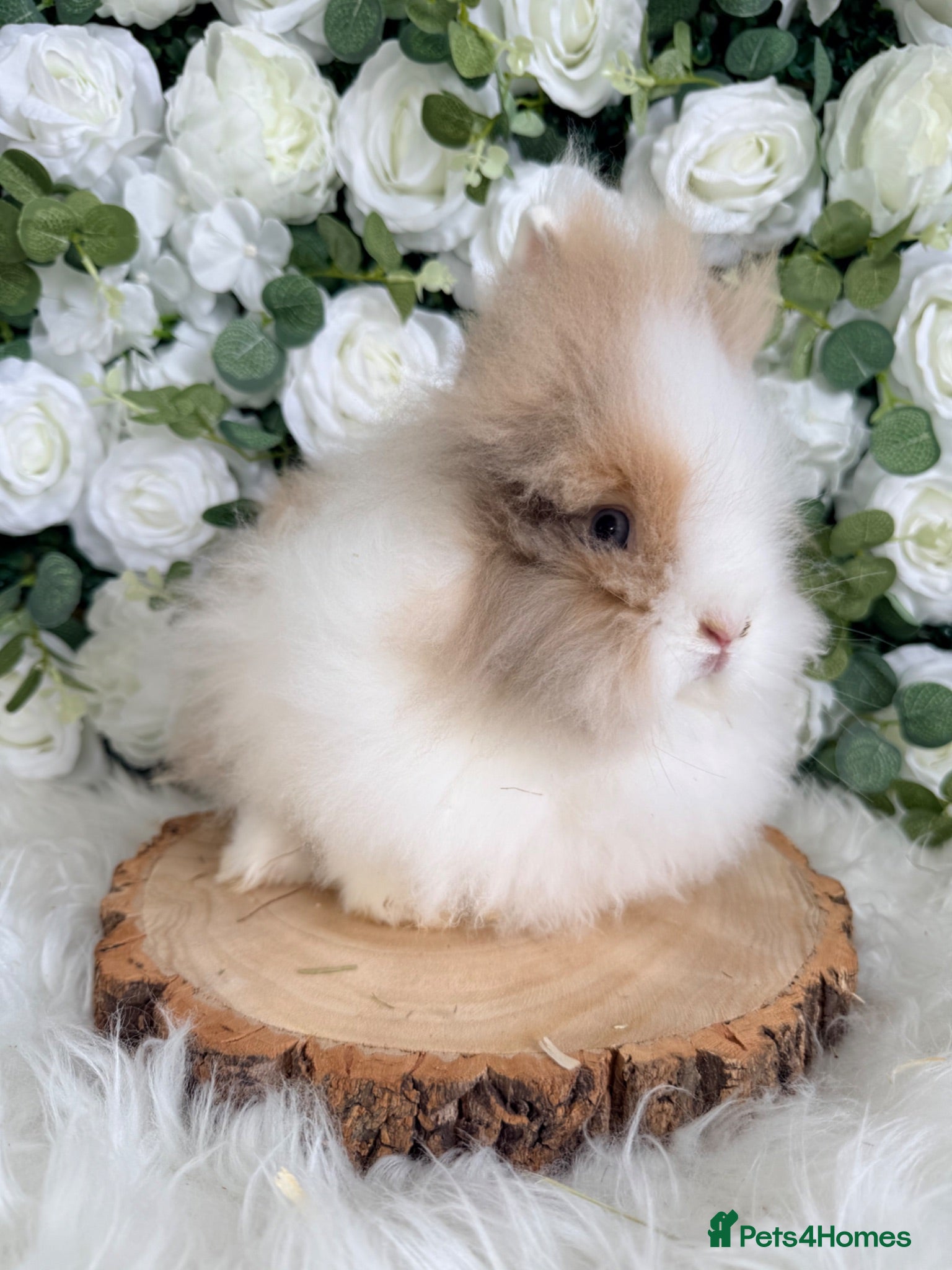 Lionhead rabbits 🤍 Double Mane Lionheads Ready Now 🤍 xxx - Advert 16