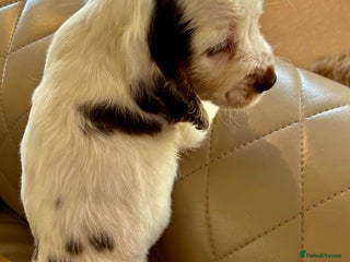 Cocker Spaniel dogs Last Male Kc Cocker Spaniel Simbawood Sire - Advert 13