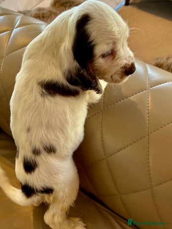 Cocker Spaniel dogs Last Male Kc Cocker Spaniel Simbawood Sire - Advert 1