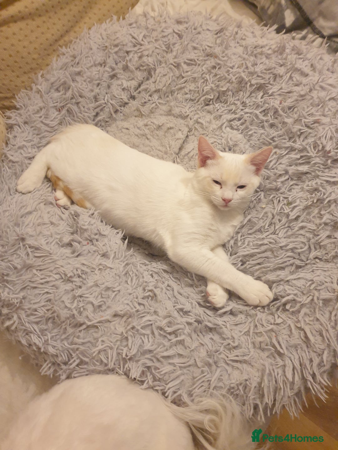 Siamese cats for sale: Flame point siamese  - Advert 6