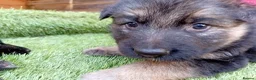German Shepherd dogs for sale: German Shepherd Puppies  - Advert 24