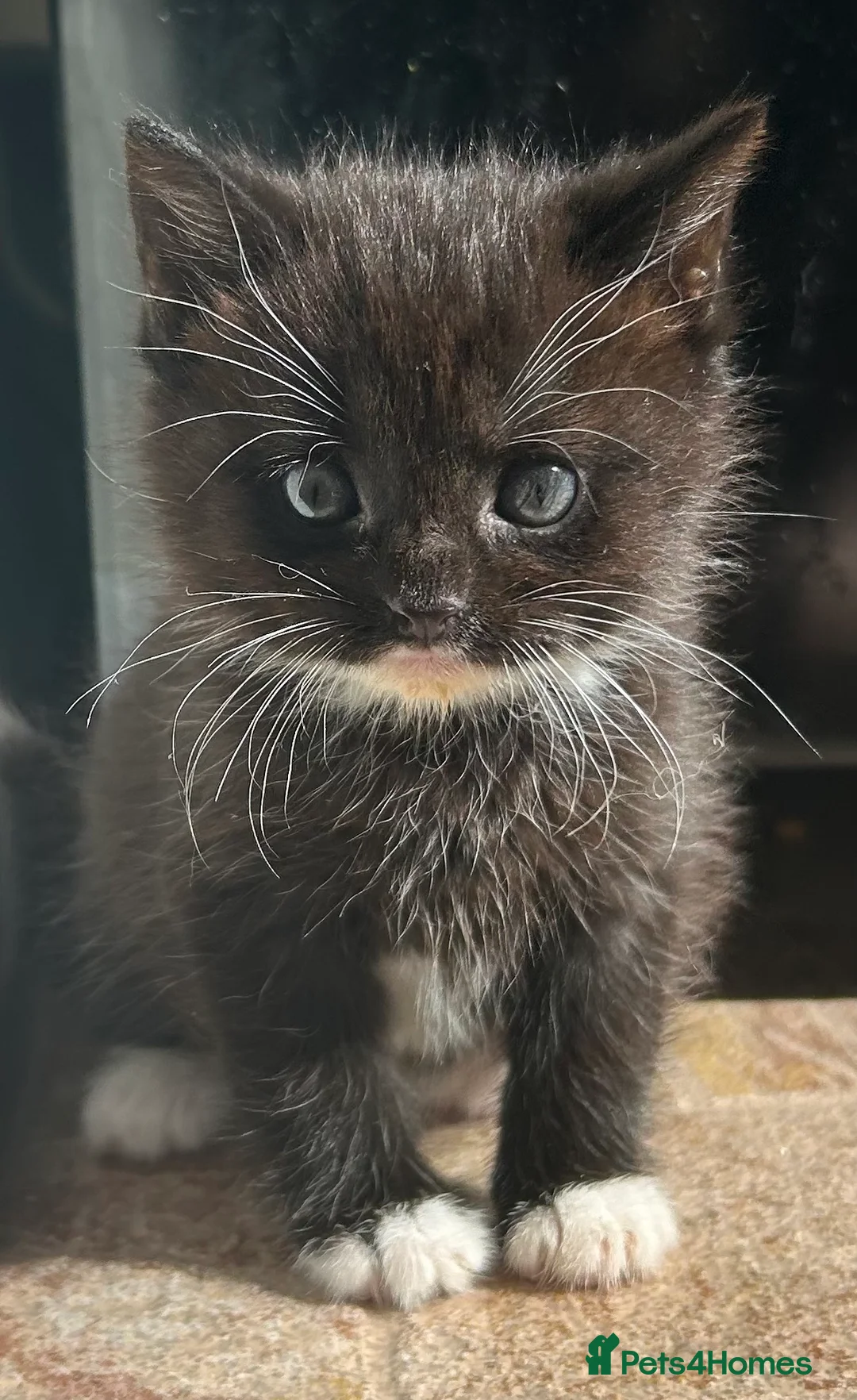 British Shorthair cats for sale: Kittens for sale - Advert 7