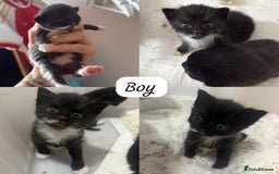 Domestic Shorthair cats for sale: Kittens  - Image 3